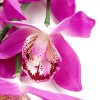 Цветы искусственные арт.СЛ.449457 орхидея нежная цв.сирень 97 см d-10.h-4
