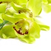 Цветы искусственные арт.СЛ.449457 орхидея нежная цв.салатовый 97 см d-10.h-4