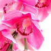 Цветы искусственные арт.СЛ.449457 орхидея нежная цв.розовый 97 см d-10.h-4