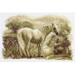 Рисунок на канве арт.МП-28х37- 1541 Лошадь