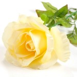 Цветы искусственные арт.СЛ.650854 роза светло желтая 75 см d-11