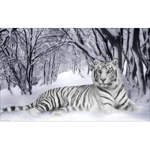 Набор для вышивания бисером Империя бисера арт.ИБ-007 Белый тигр