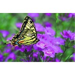 Рисунок на шелке арт.МП-28х34-4000 Бабочка на лиловых цветах